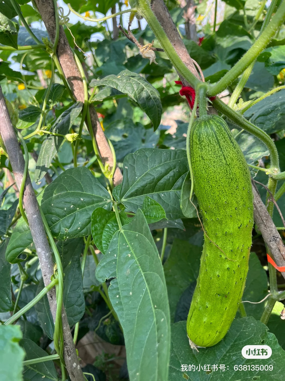 小菜园的菜涨势喜人啊?