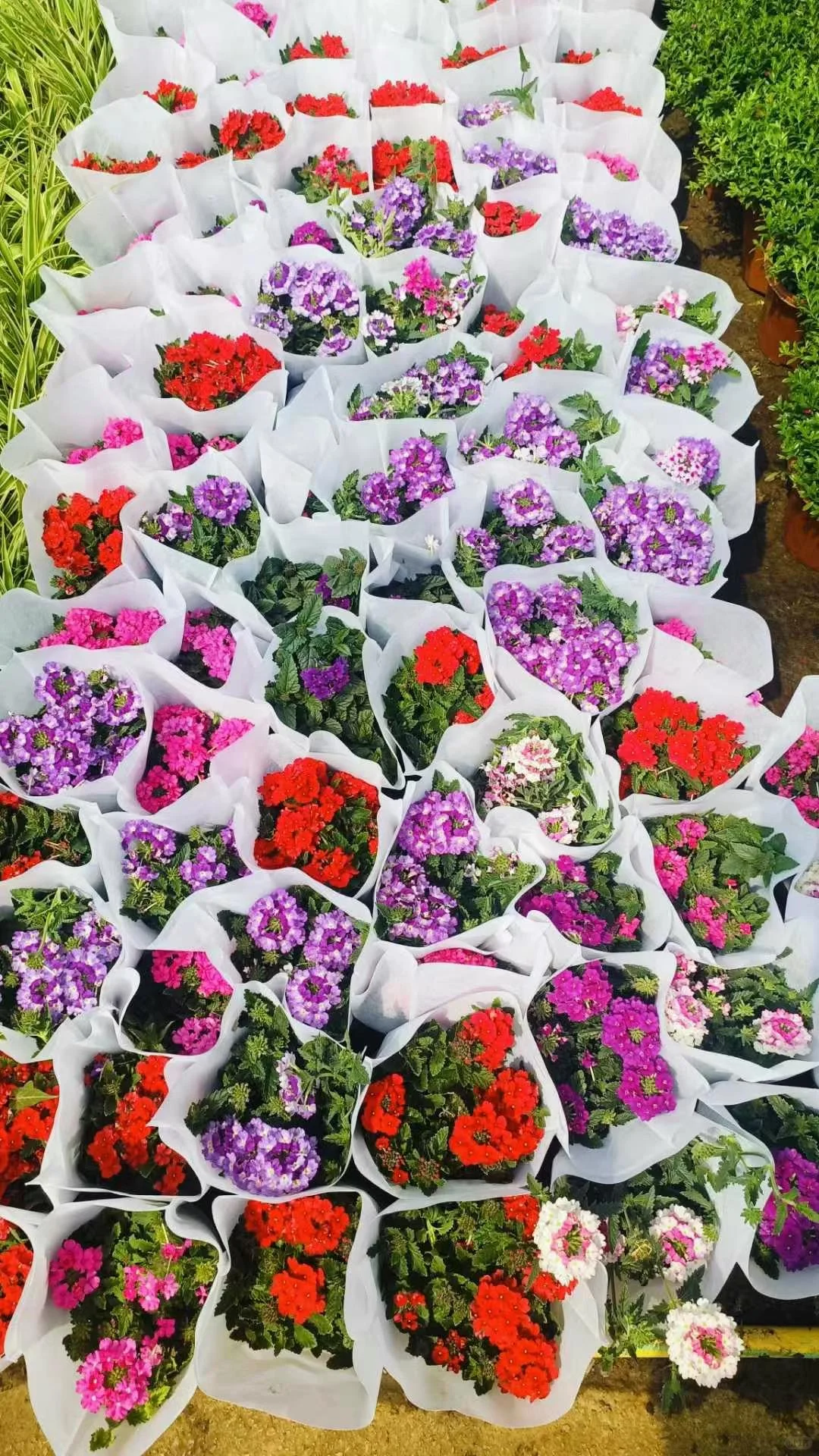 宝子们来猜猜你们认识那几款花花。