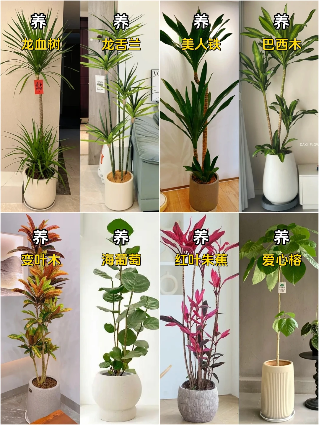 想养好网红客厅绿植？这几种劝你千万别碰！