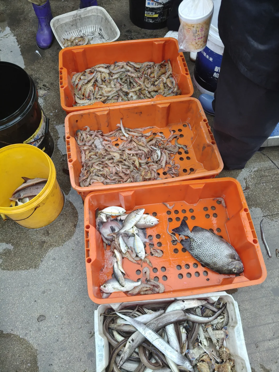 陵水本地人狂推❗️免费带买海鲜+自家加工