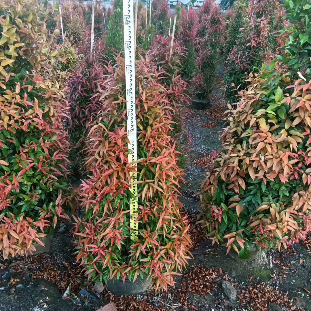 中山红车苗基地直供！鸿运当头栽庭院