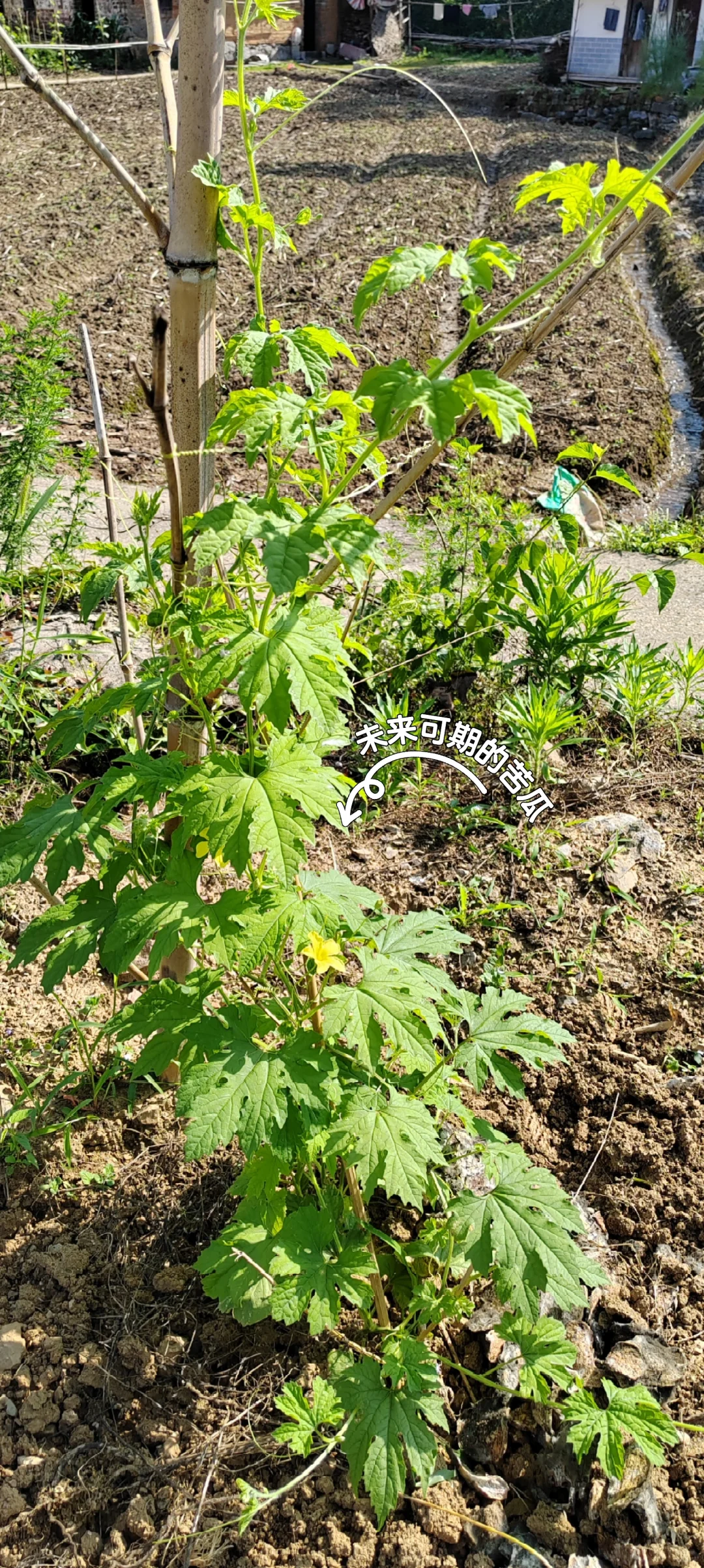 春天播种的蔬菜，夏天也是丰收的季节