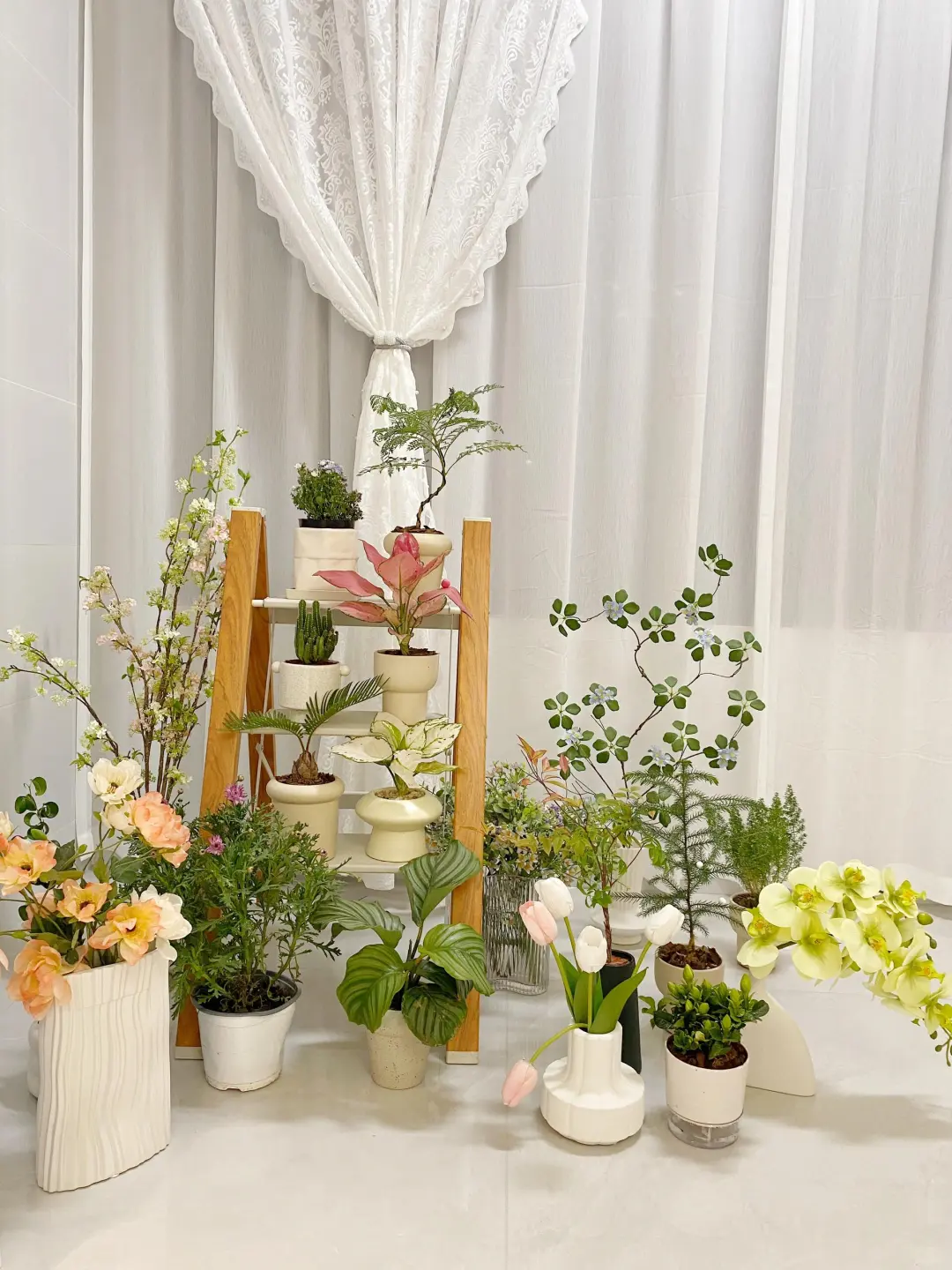 pxx?20➕的小绿植(含花盆！)拥有了自己的家