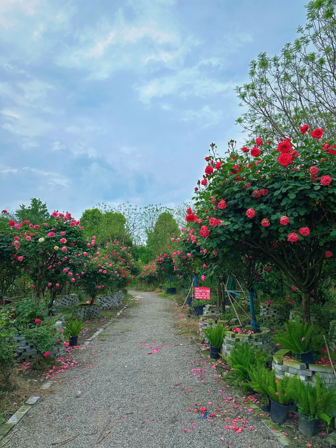 发现一片超美的玫瑰花园
