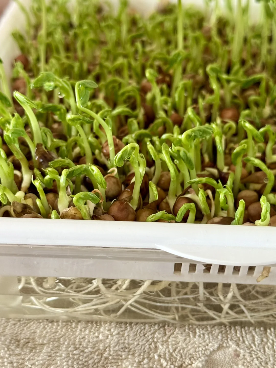 种菜的治愈时刻