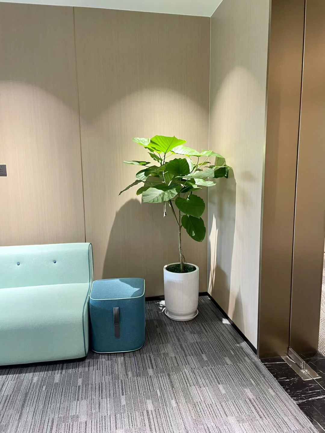 办公室必备的8️⃣款绿植☘️