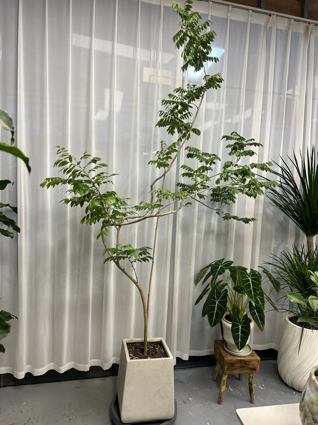 想看看你们的绿植！