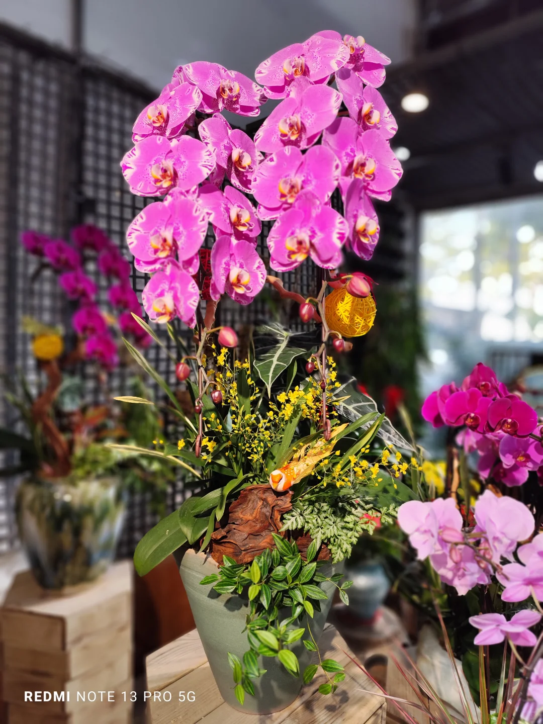 靚到Dum一聲@香港??蝴蝶兰?