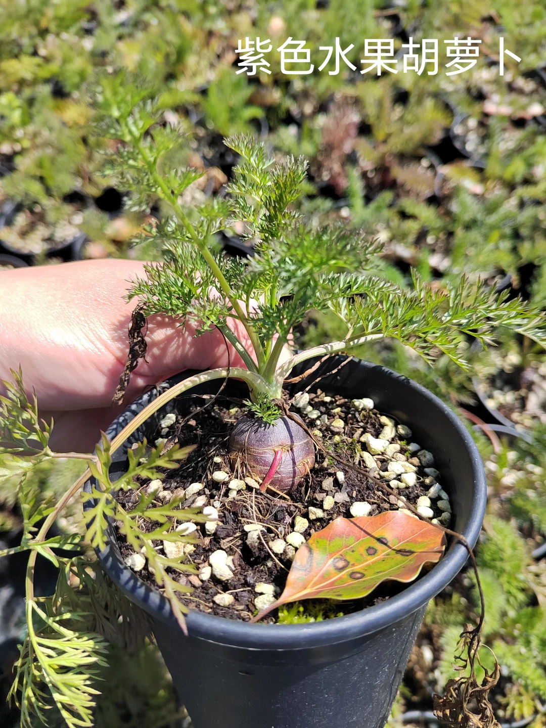 春季各种观赏蔬菜品种