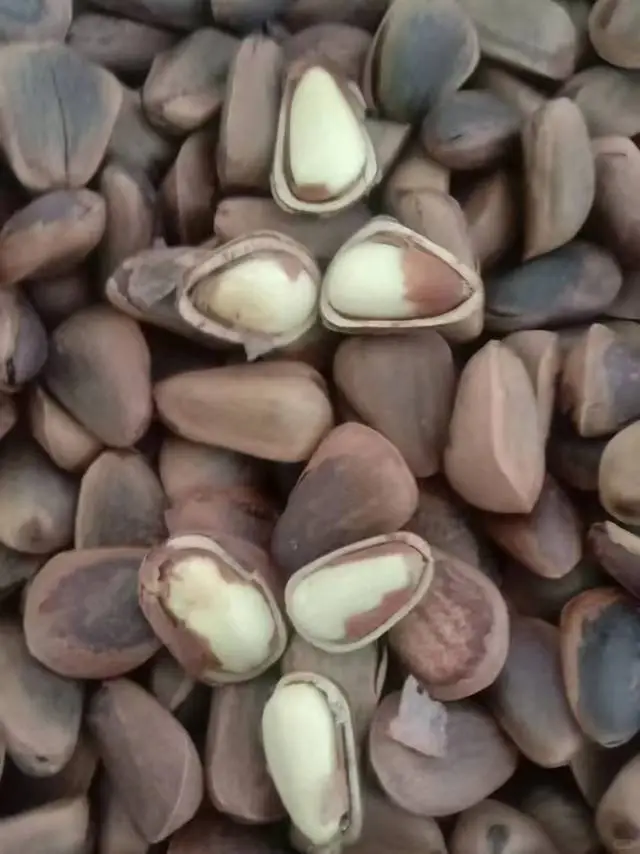 野生黄芪枸杞林下参（人参）东北长白山野生