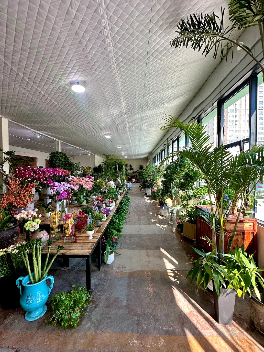 威海真的不缺无聊闲逛的小店……（绿植篇）