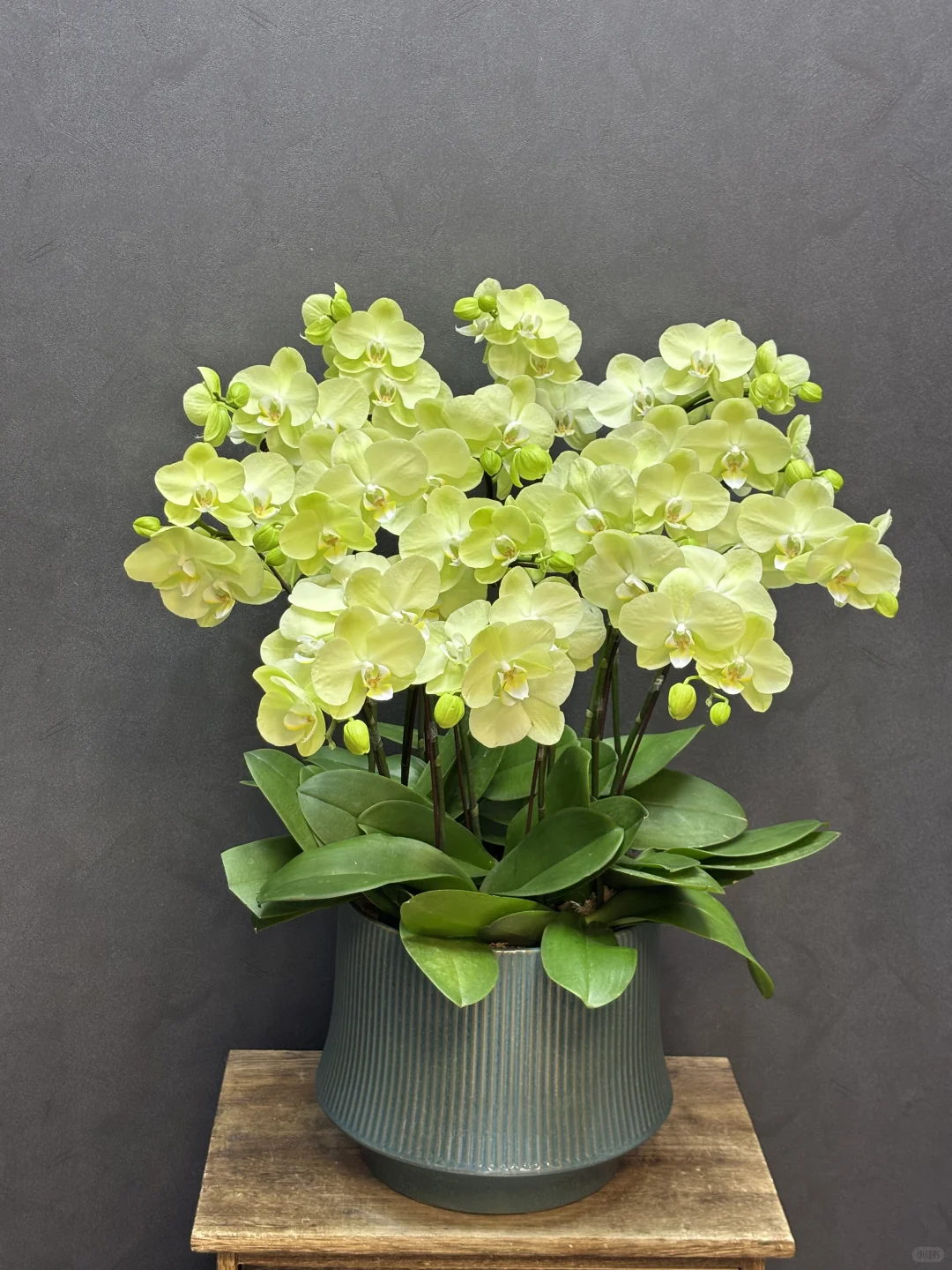 夏天的专属绿色蝴蝶兰养眼