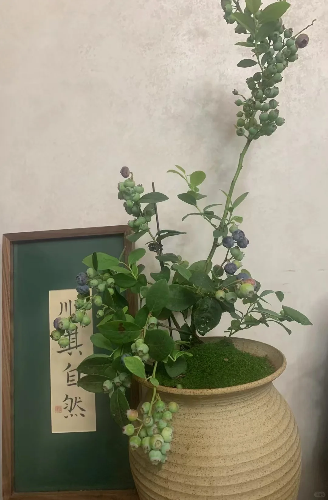 治愈系｜养花如养人,取悦自己