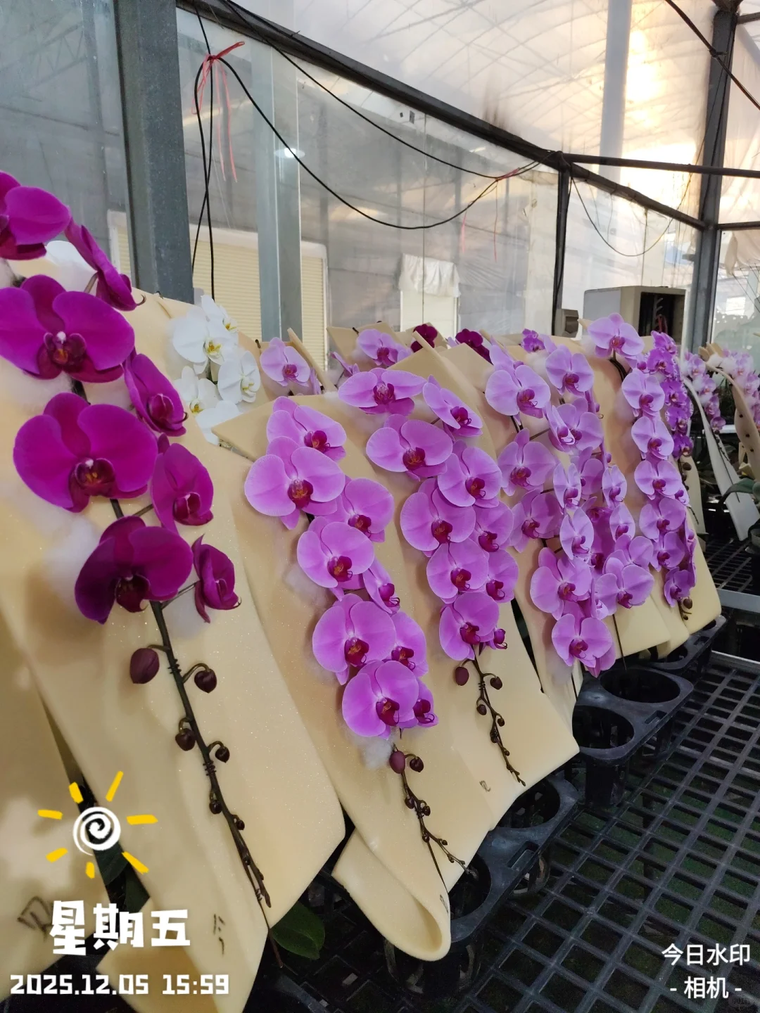 靚到Dum一聲@香港??蝴蝶兰?