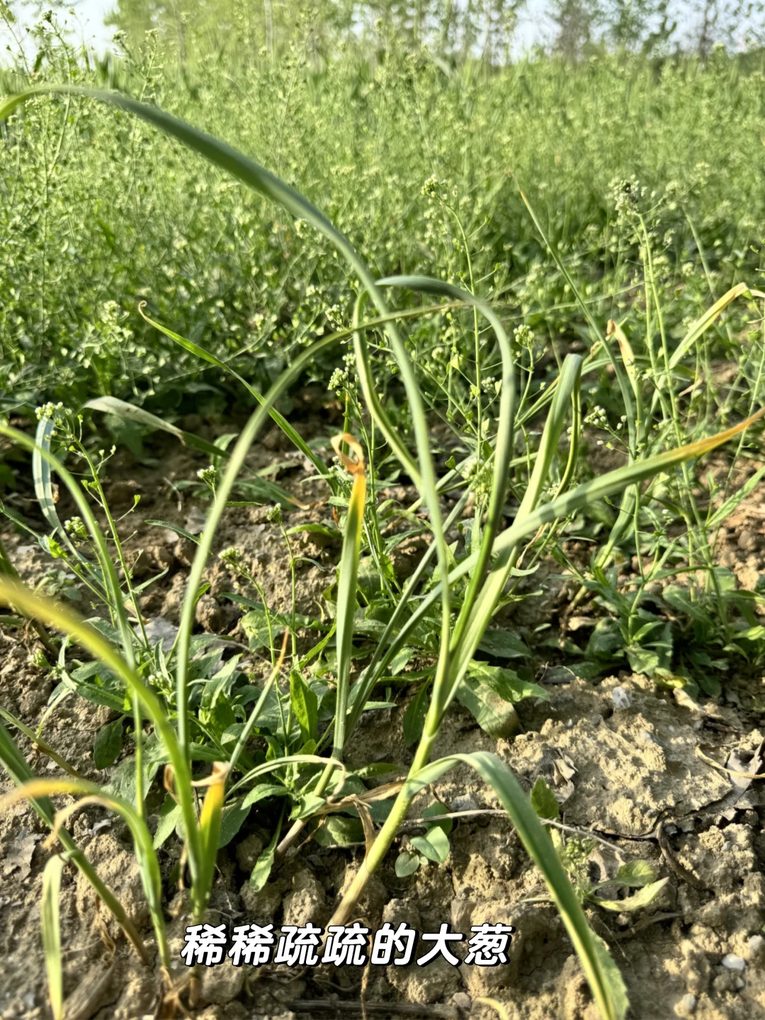 老妈的宝藏菜园，承包我家一年的蔬菜?