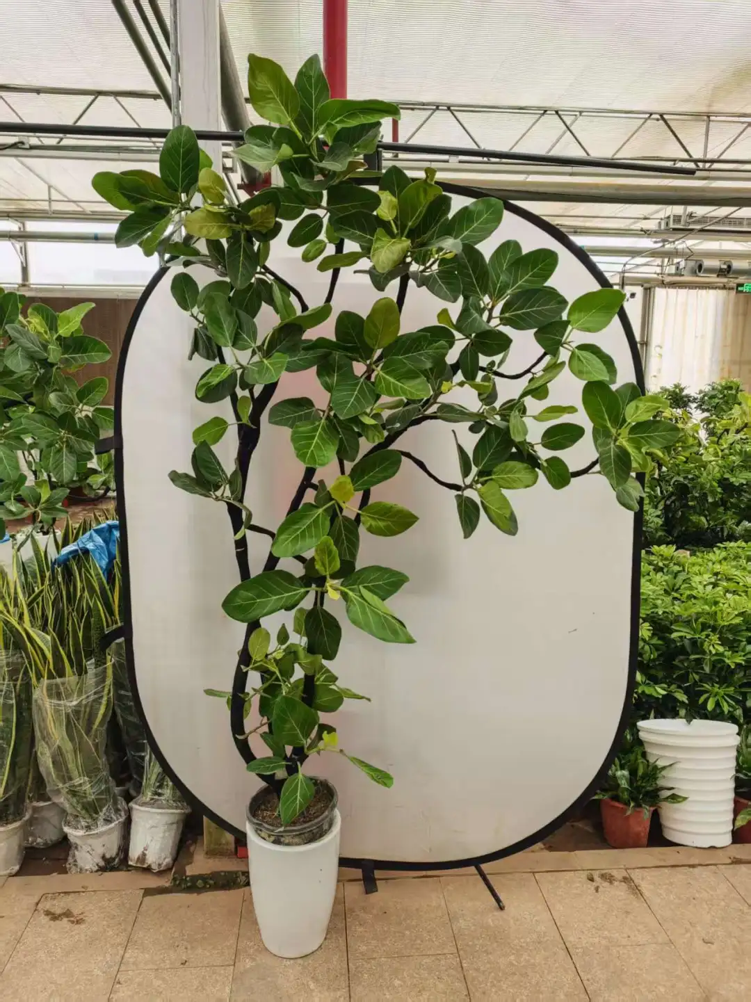 北京同城绿植基地