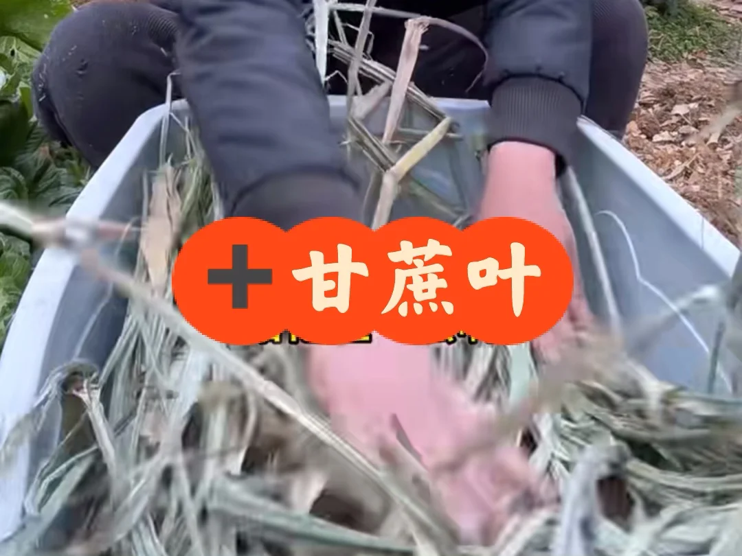 学习种植，存放甘蔗苗