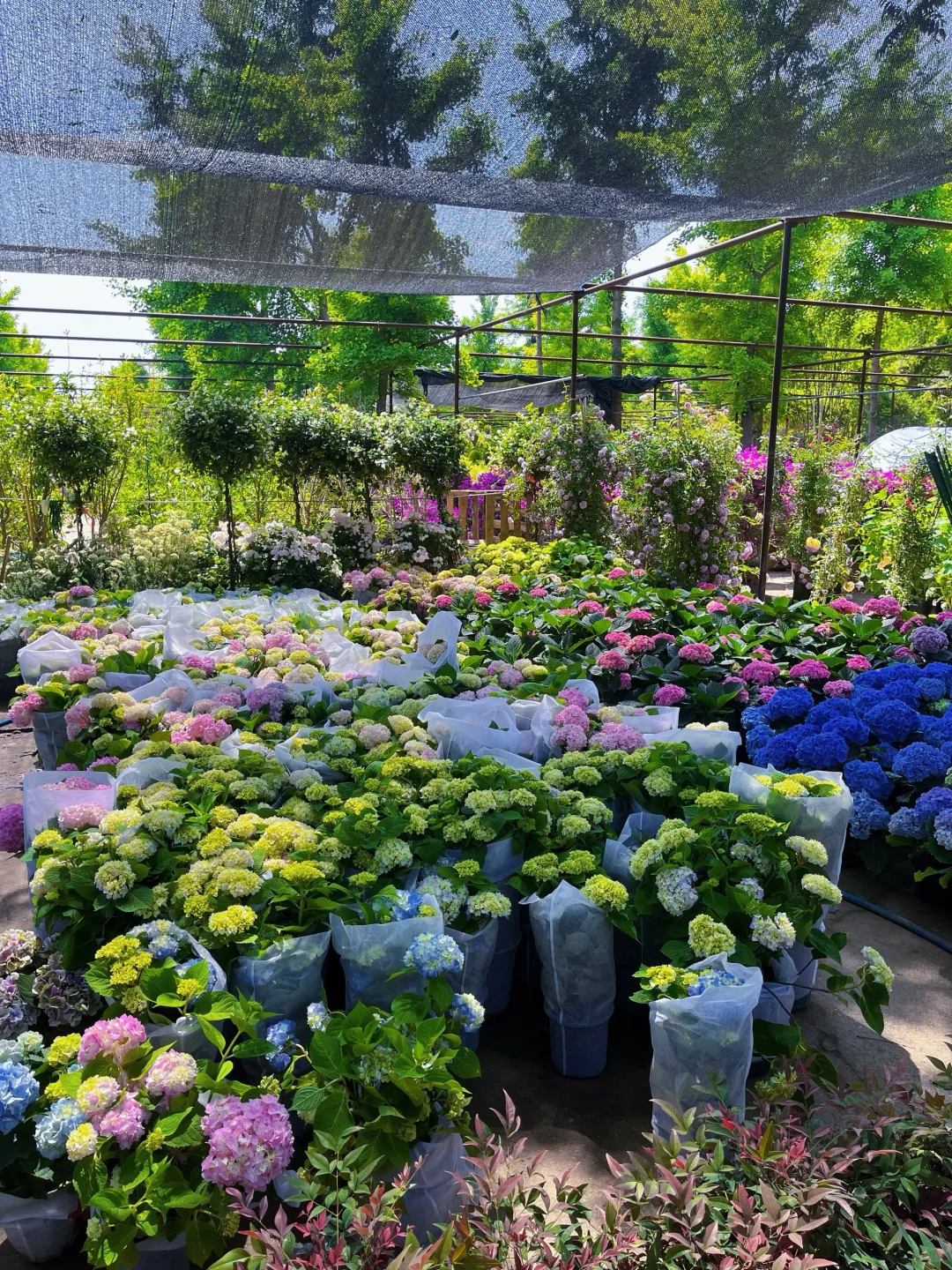 植物爱好者有自己的莫奈花园