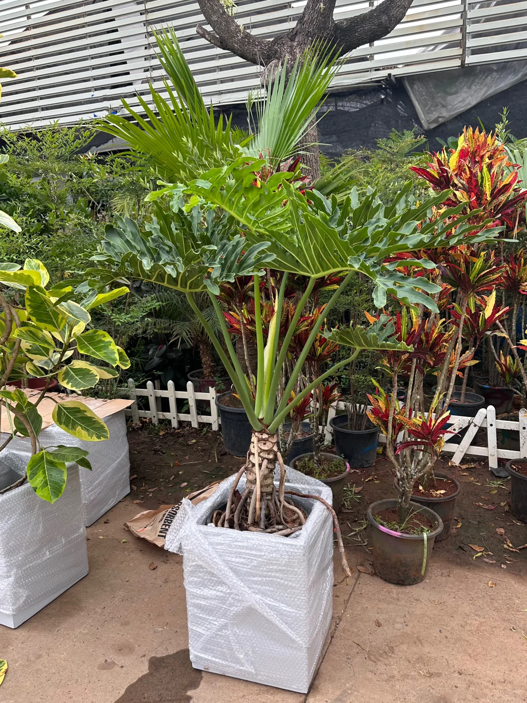 上海绿植同城配送?