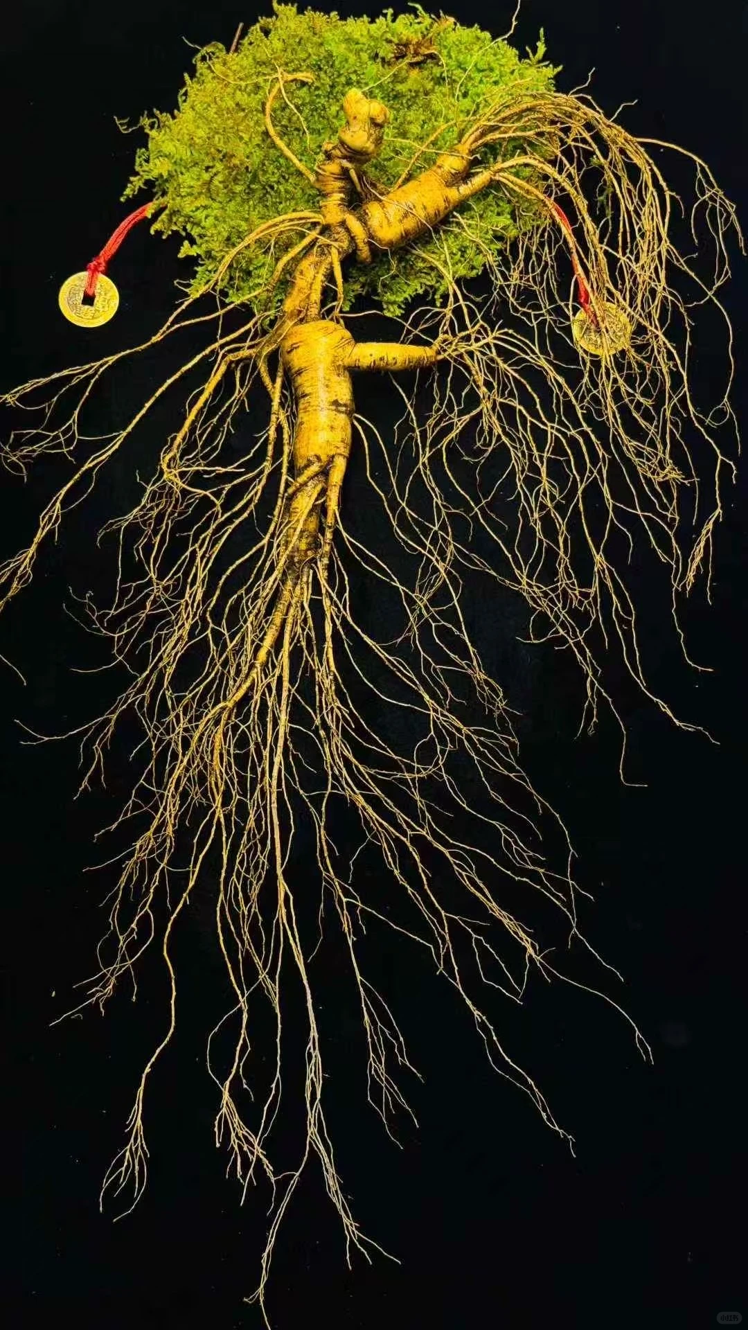 林下参的好处你知道么