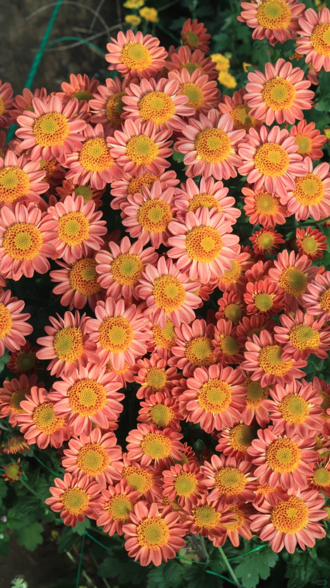 没时间，先发一个品种吧