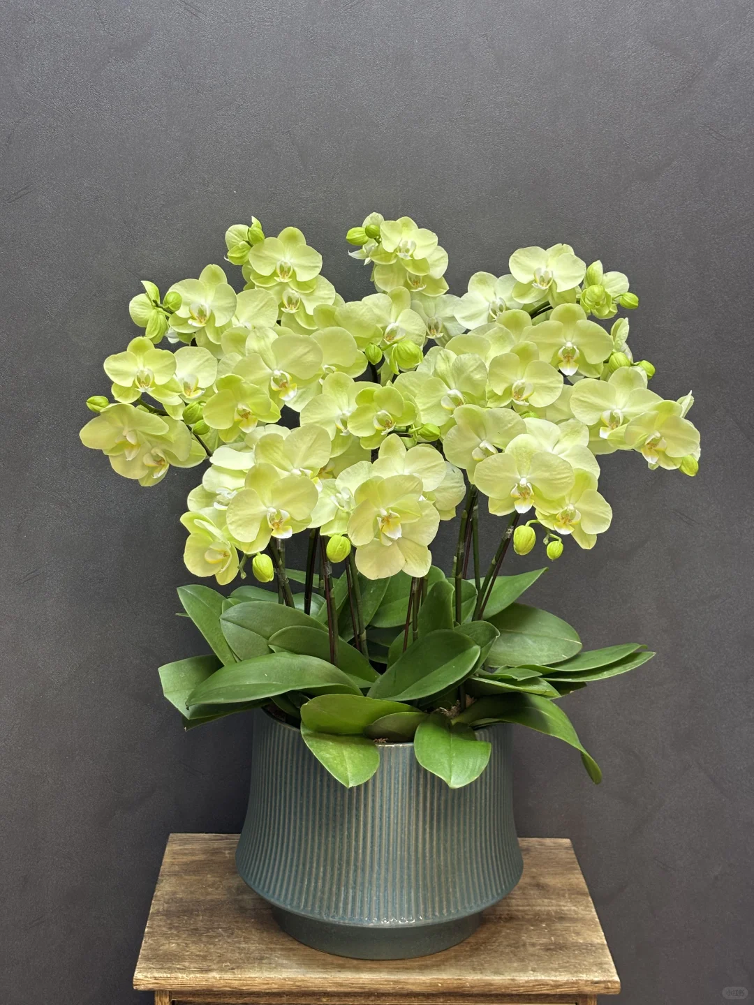 夏天的专属绿色蝴蝶兰养眼