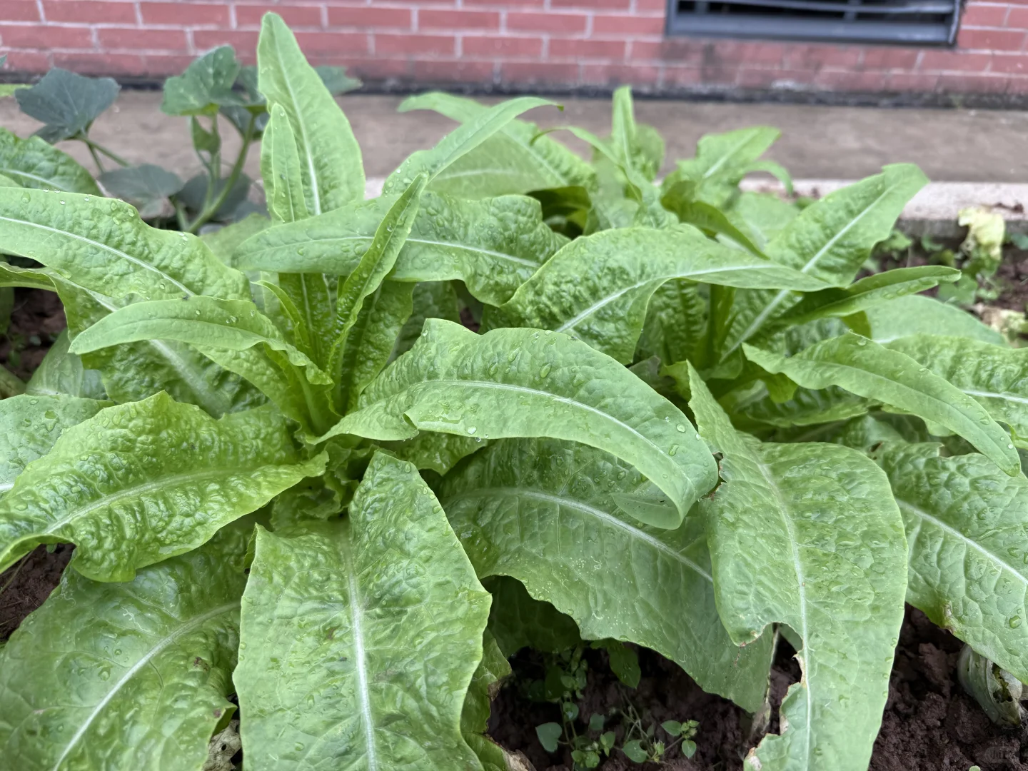 万物生长皆可见（蔬菜种植）