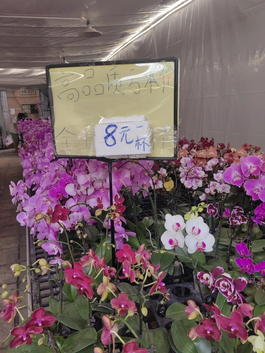 花花品种多了！2025.10.17岭南花卉市场