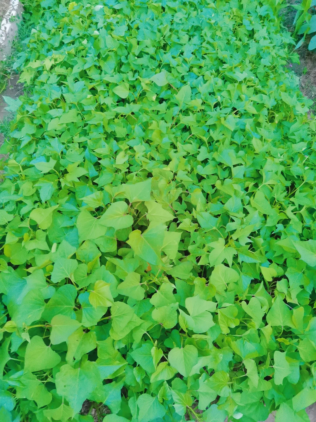 蔬菜品种合集???????