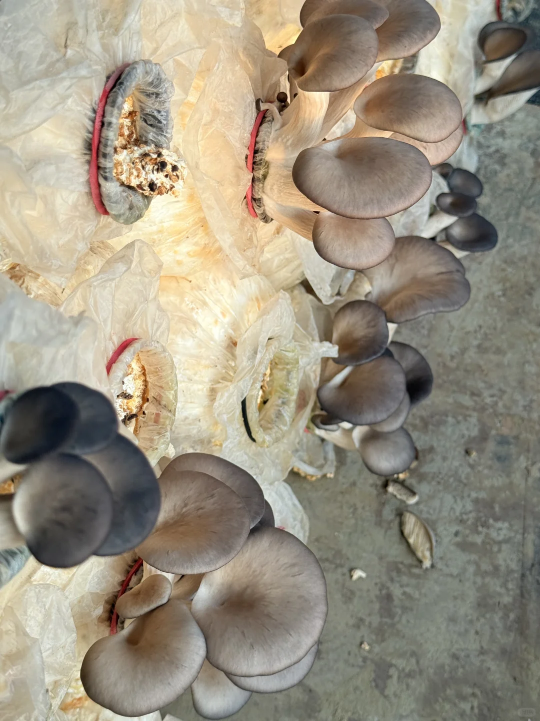 合肥亲子｜摘蘑菇?蔬菜?火龙果?