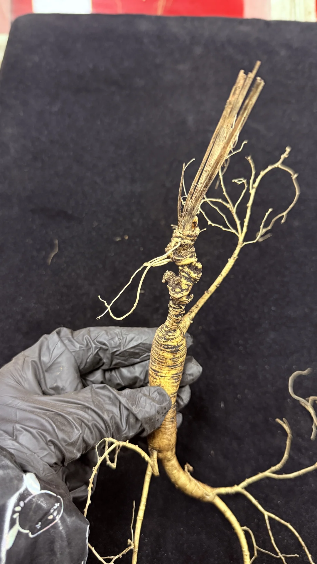 20年老林下籽参：残芦金皮绝绝子