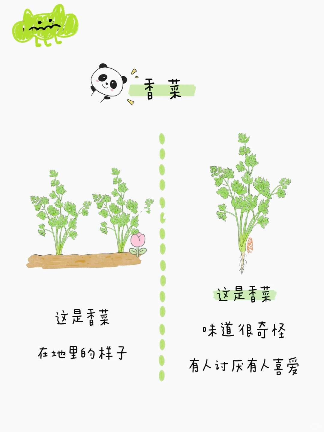 给小朋友的蔬菜图鉴