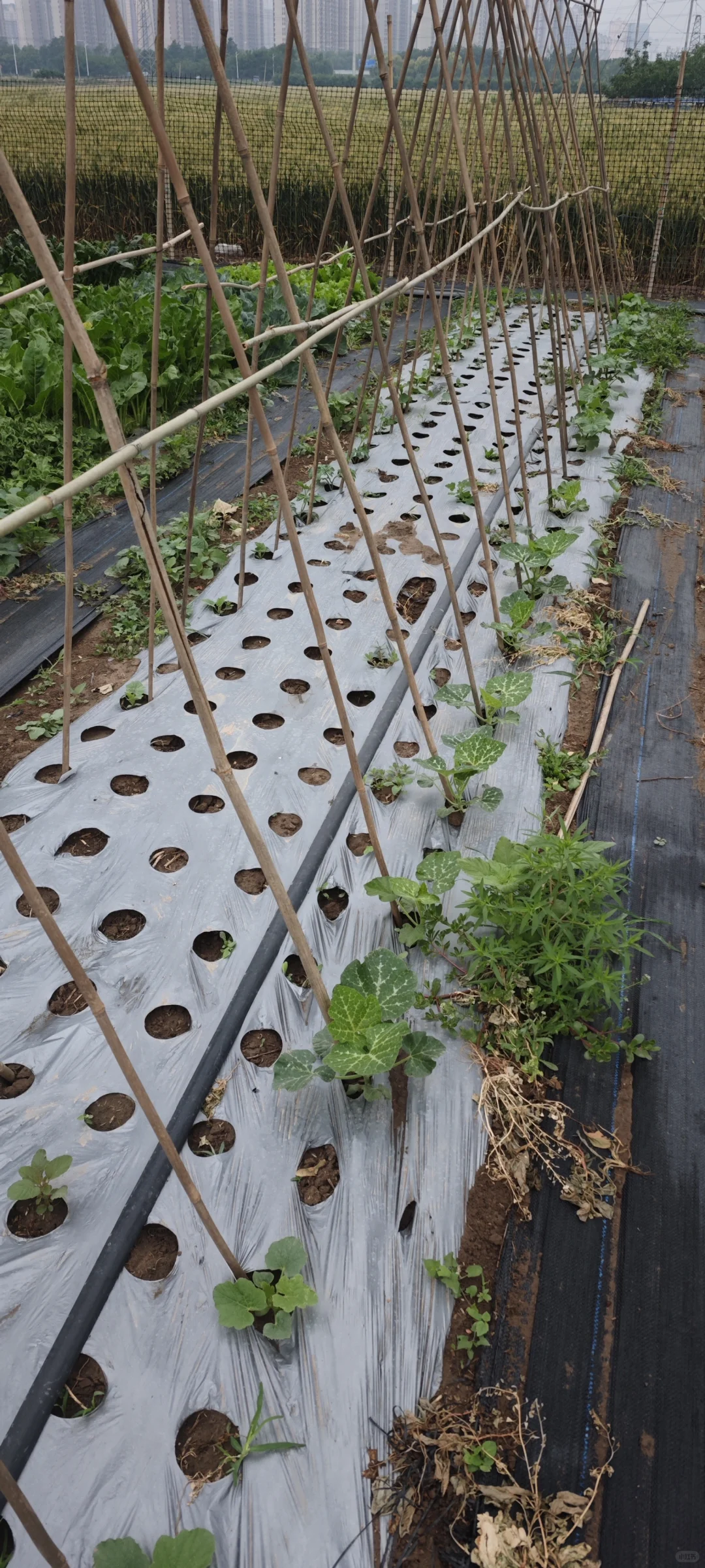 记录一下农场菜地的现状