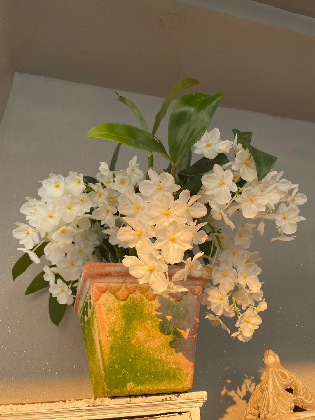 我的兰花（二）