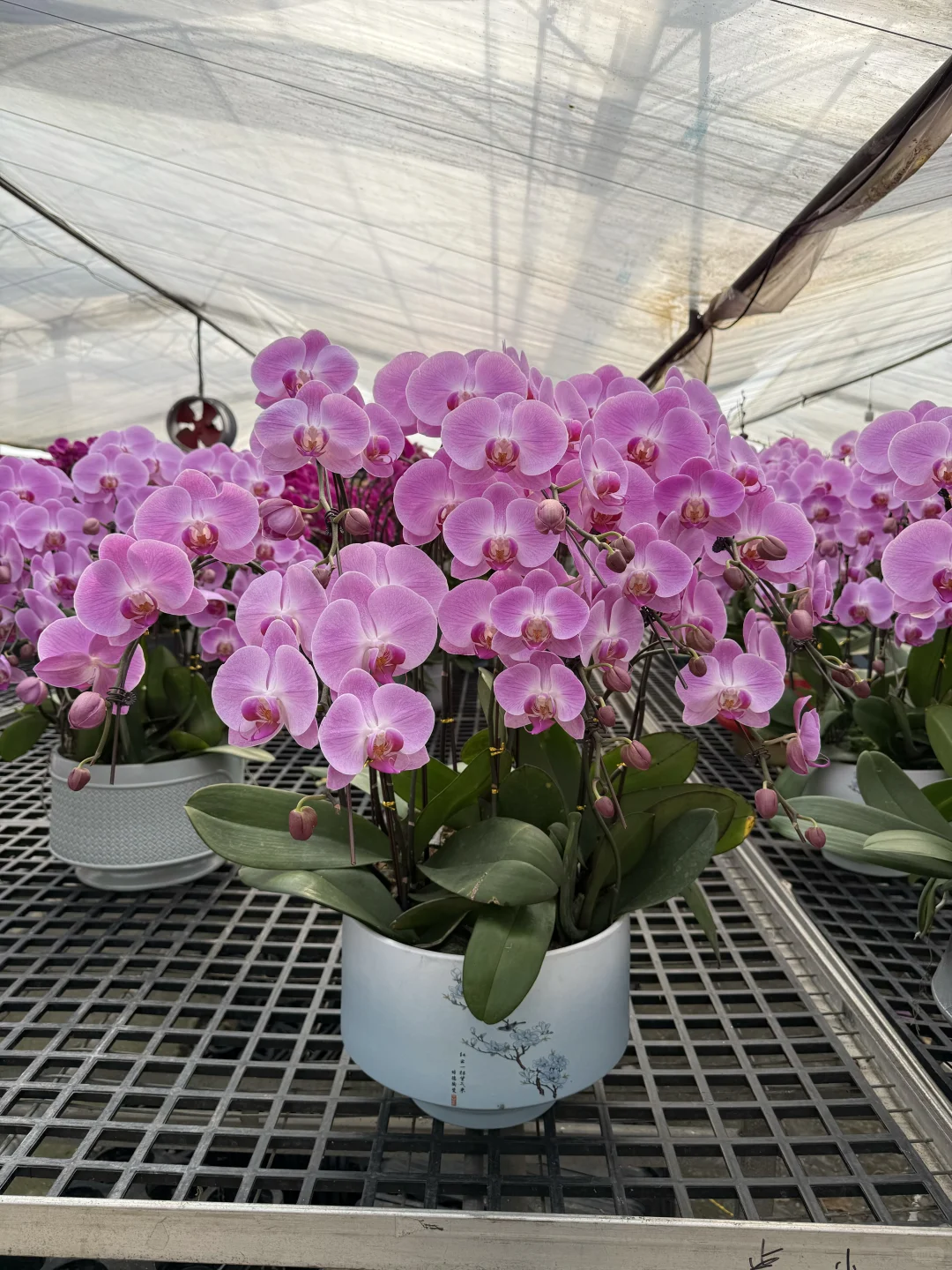 连盆十株230 ?顺德陈村蝴蝶兰下车！附地址~