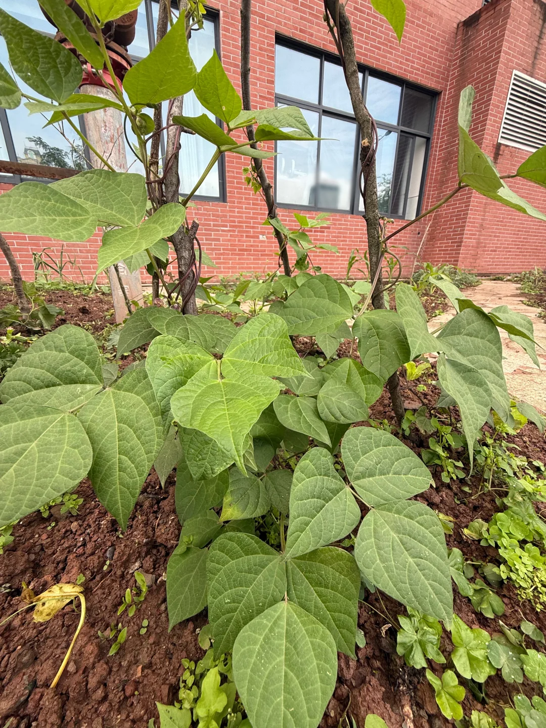 万物生长皆可见（蔬菜种植）