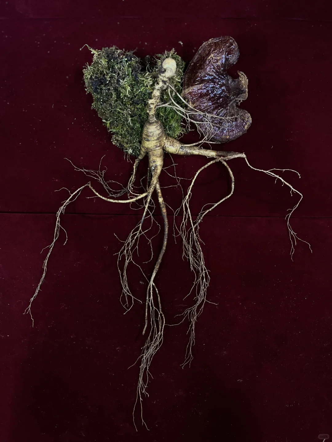 辨别林下籽参的方法