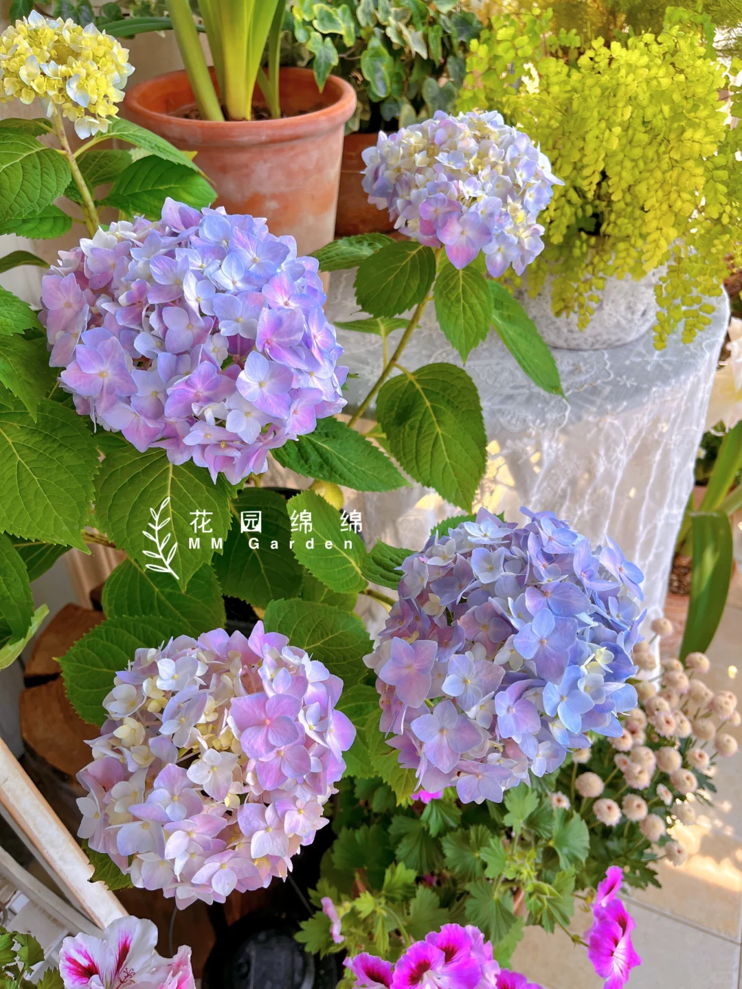 养花不晒花，等于白养花～?‍♀️??‍??