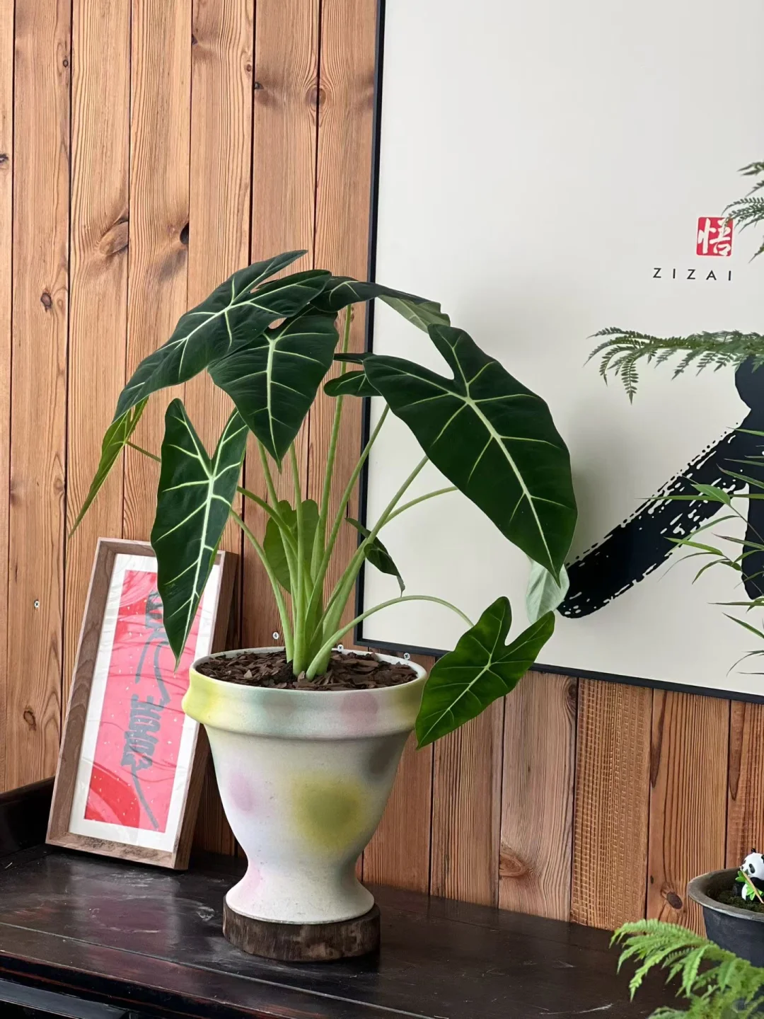 快来为家中添置些漂亮绿植吧！新货上架！