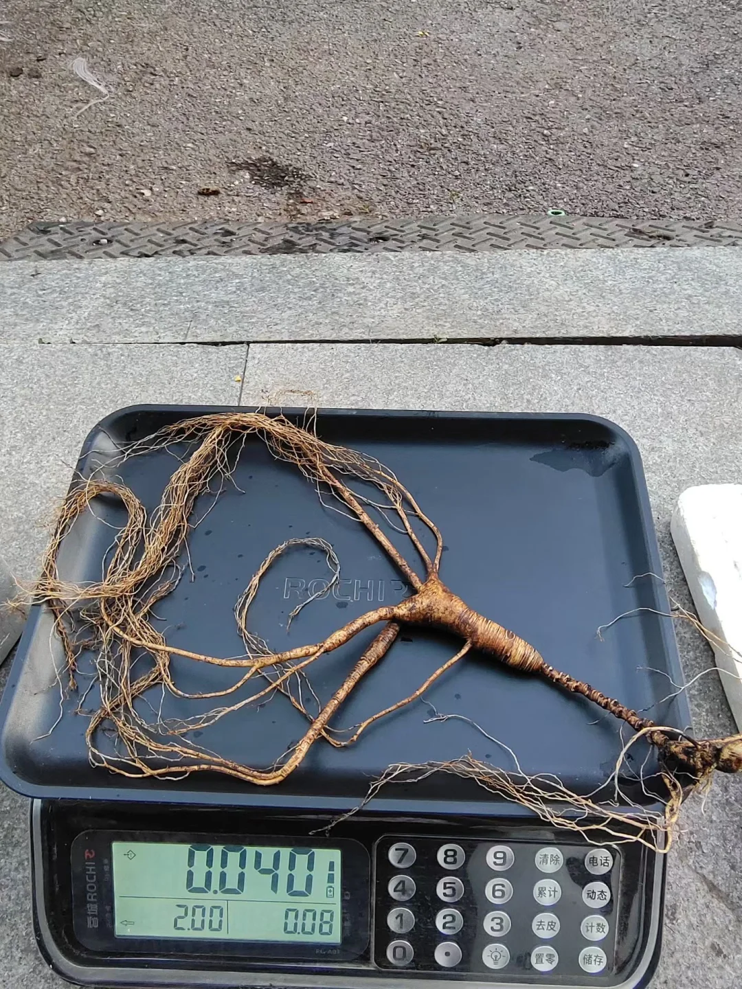 今日份野山参：野山参卢头长，属于上等精品