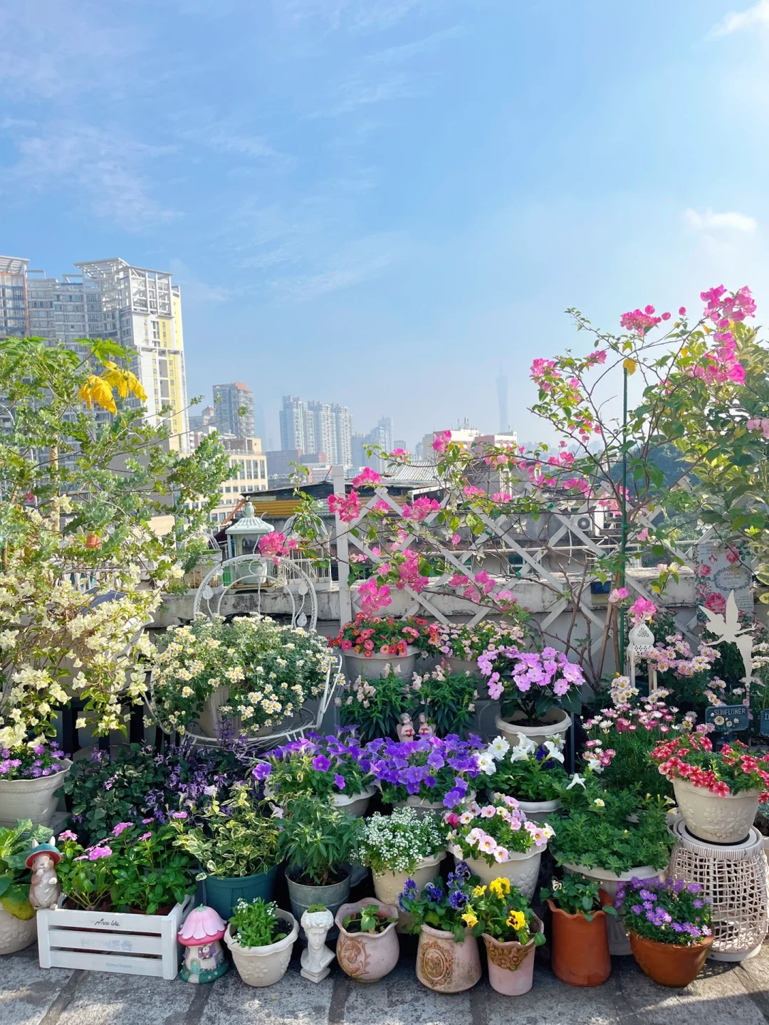 为什么我强烈推荐两广花友秋冬一定要种草花