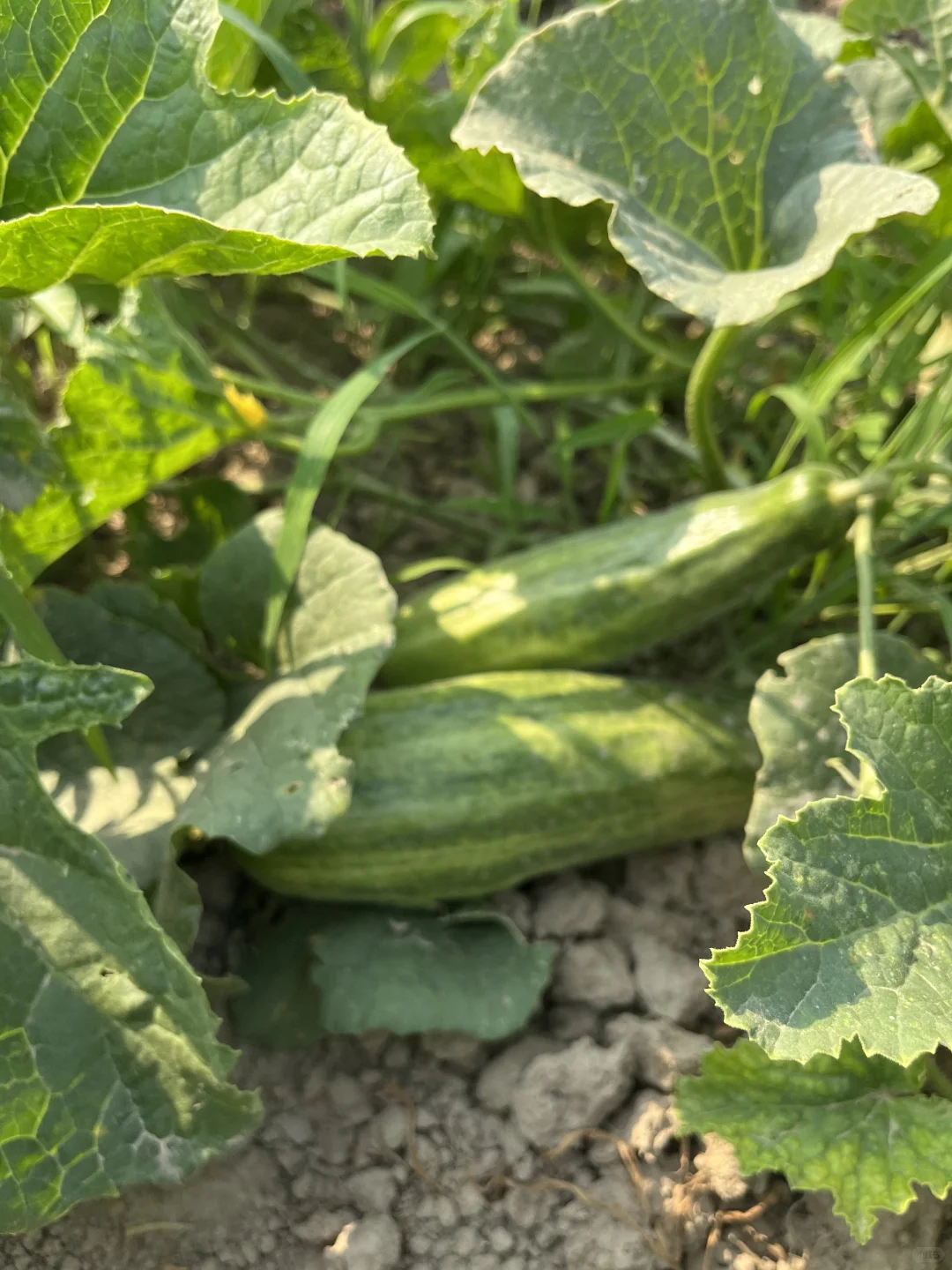 小菜园的菜涨势喜人啊?