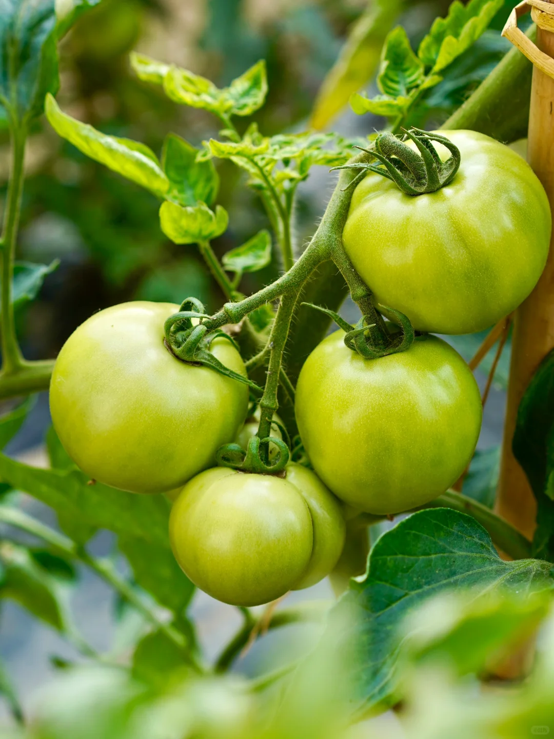 田园夏趣?乌村，让夏天的记忆不只有冰淇淋