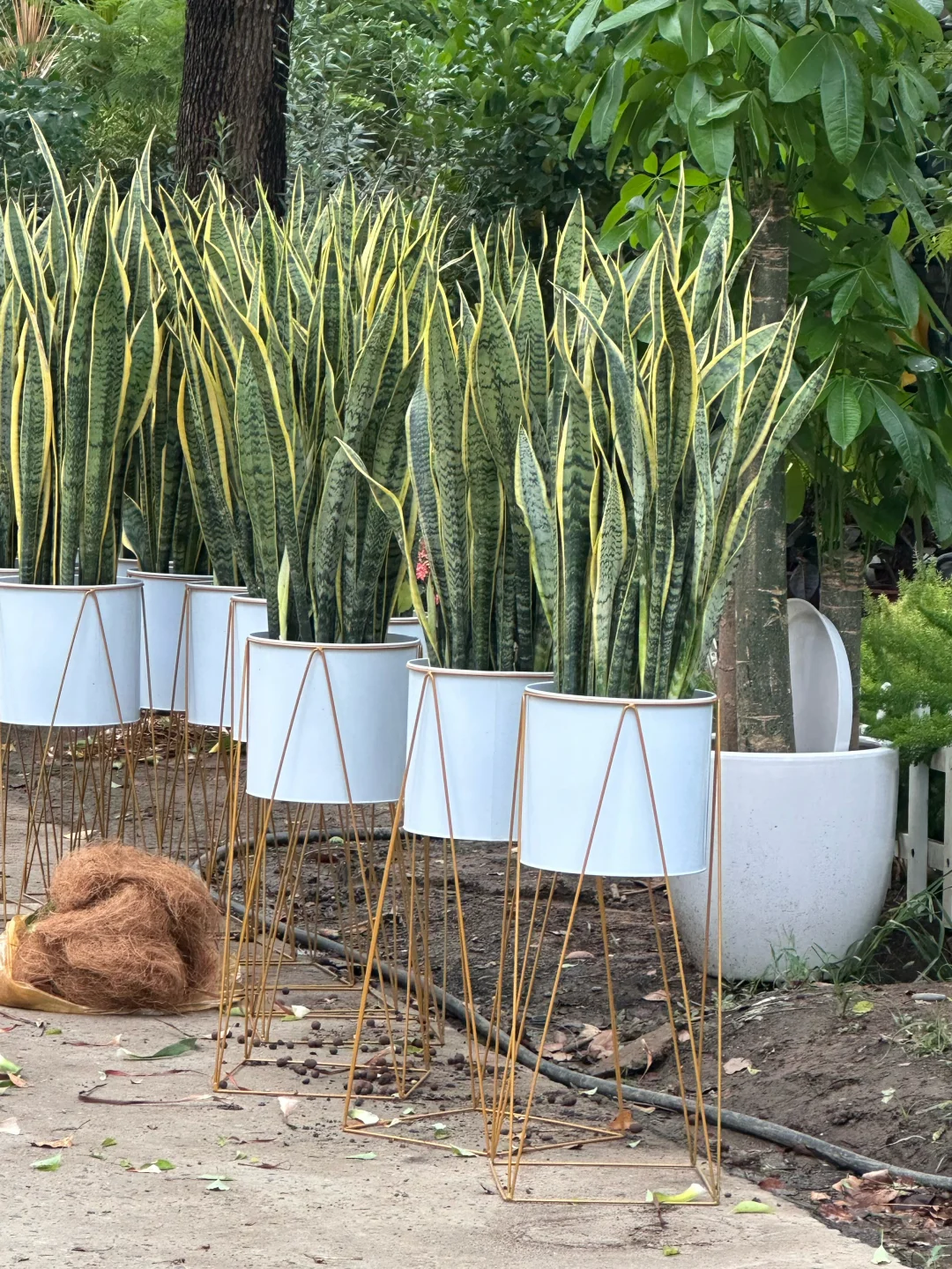 上海绿植同城配送?