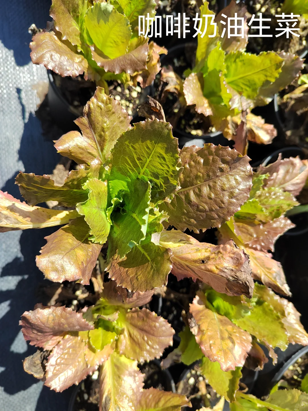 春季各种观赏蔬菜品种