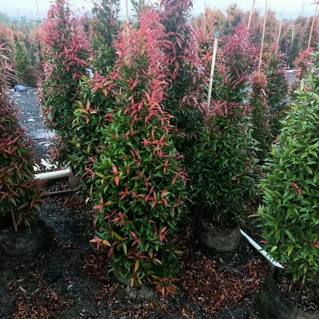 中山红车苗基地直供！鸿运当头栽庭院