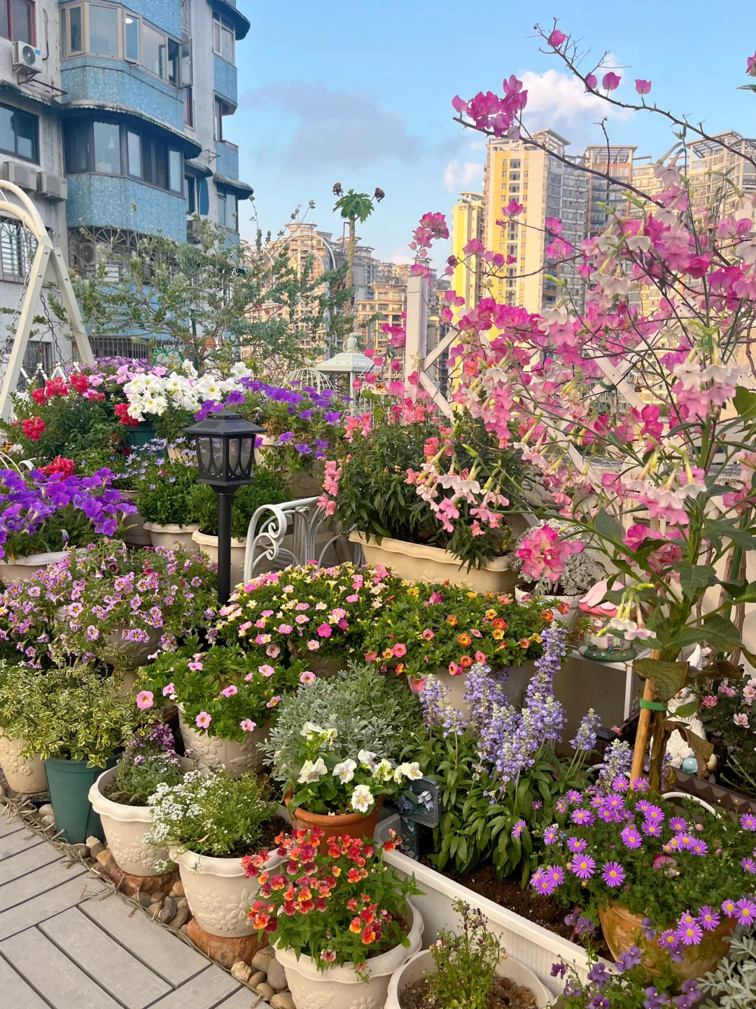 为什么我强烈推荐两广花友秋冬一定要种草花