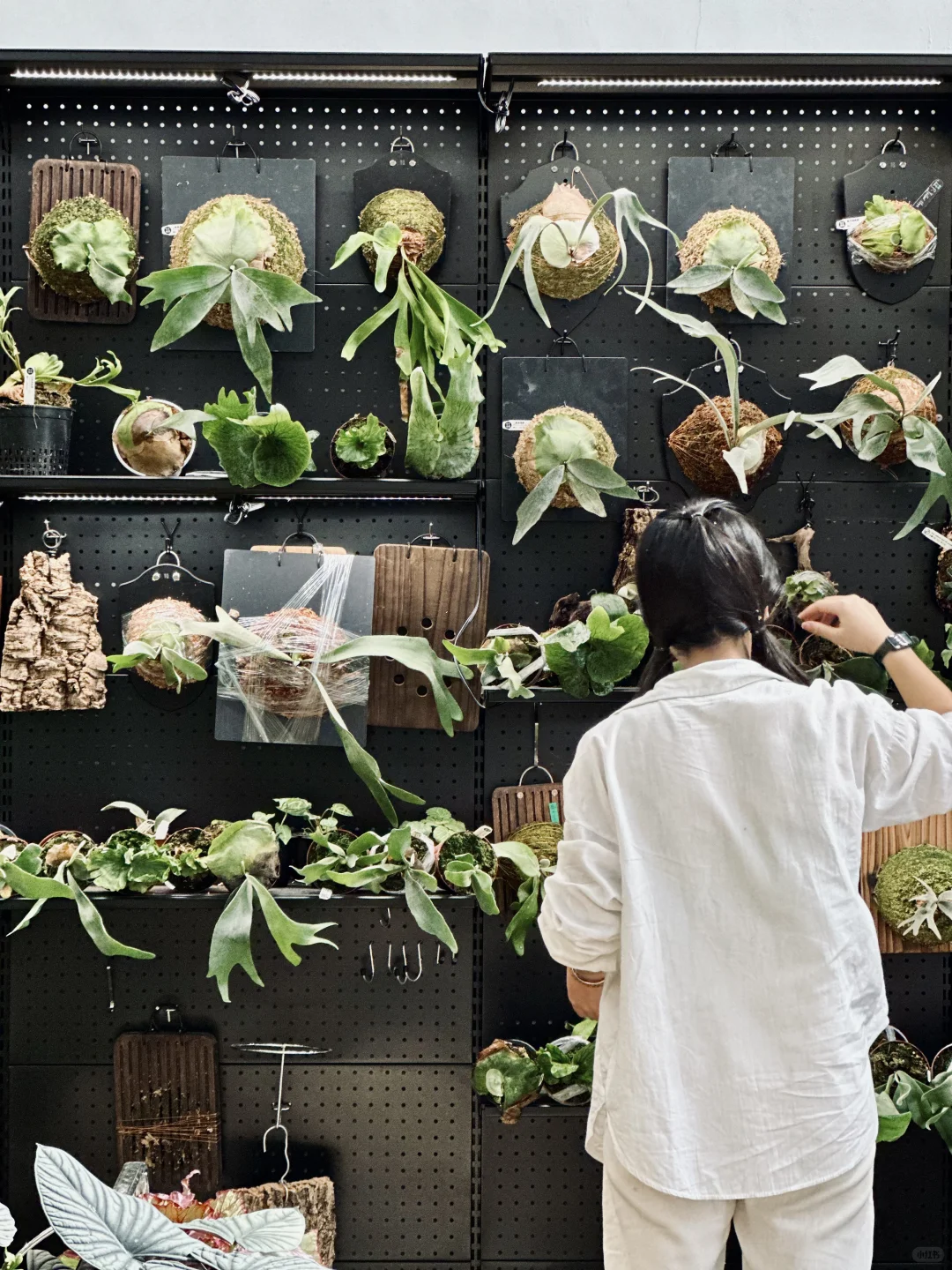 花店的治愈时光