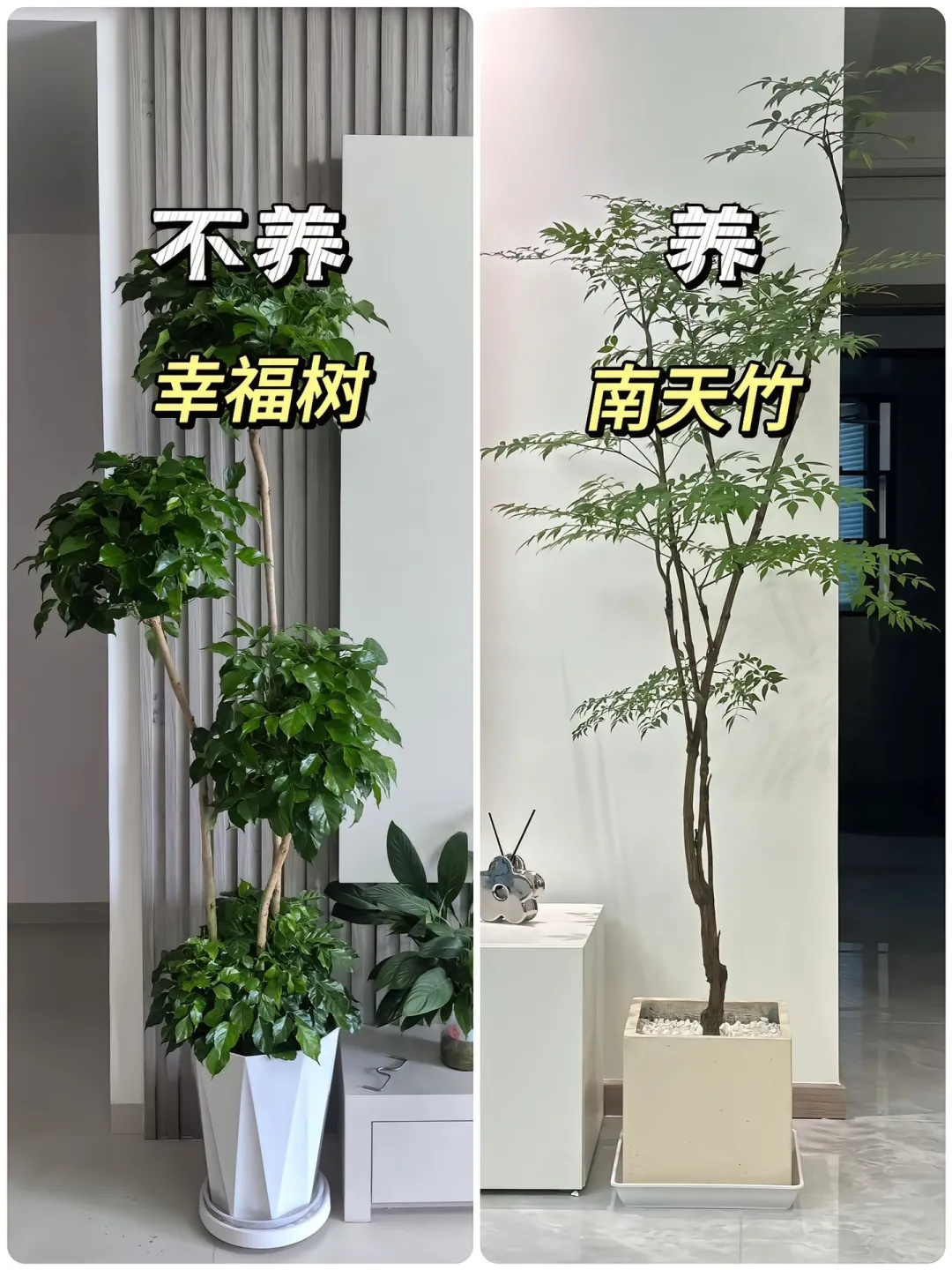 适合懒人养的高颜值绿植?！