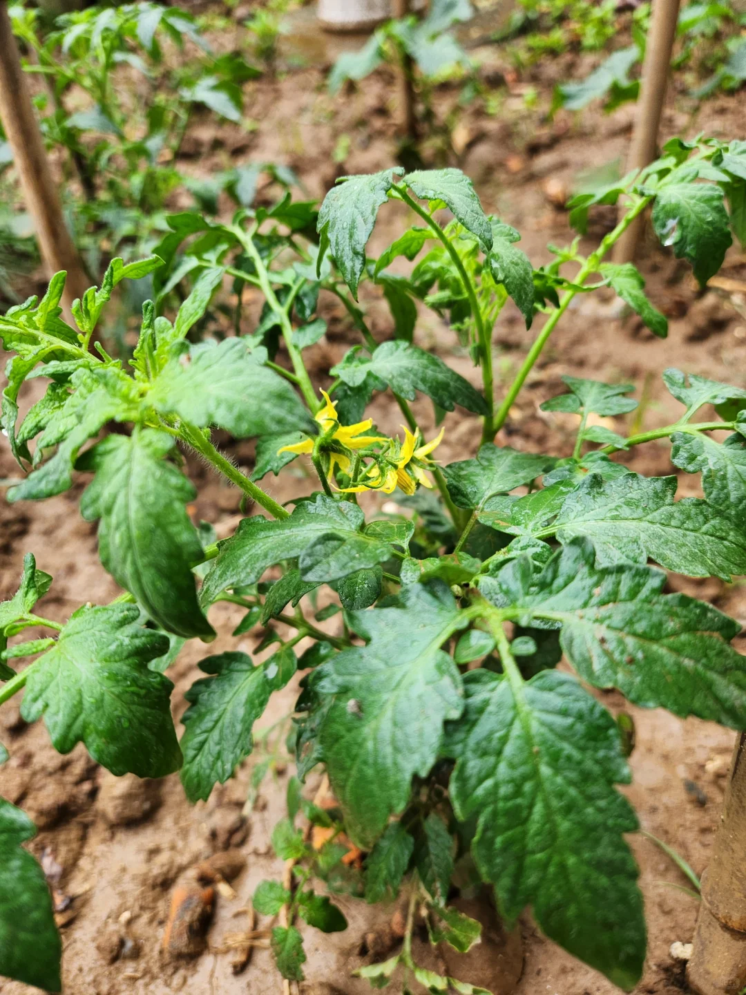 种点喜欢吃的蔬菜